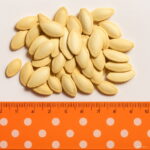 Magic Pumpkin Bonsai 30 Pcs Chinese Big Penis Melon Plants Vegetables Planting Home & Garden Non-gmo Plant Pot Seeds - 3 Magic Pumpkin Bonsai 30 Pcs Chinese Big Penis Melon Plants Vegetables Planting Home & Garden Non-gmo Plant Pot Seeds - 3