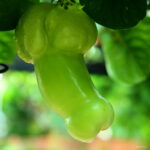 Magic Pumpkin Bonsai 30 Pcs Chinese Big Penis Melon Plants Vegetables Planting Home & Garden Non-gmo Plant Pot Seeds - 2 Magic Pumpkin Bonsai 30 Pcs Chinese Big Penis Melon Plants Vegetables Planting Home & Garden Non-gmo Plant Pot Seeds - 2