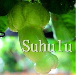 Magic Pumpkin Bonsai 30 Pcs Chinese Big Penis Melon Plants Vegetables Planting Home & Garden Non-gmo Plant Pot Seeds - 2