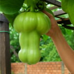 Magic Pumpkin Bonsai 30 Pcs Chinese Big Penis Melon Plants Vegetables Planting Home & Garden Non-gmo Plant Pot Seeds Magic Pumpkin Bonsai 30 Pcs Chinese Big Penis Melon Plants Vegetables Planting Home & Garden Non-gmo Plant Pot Seeds