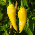 100 Pcs Brazilian Cherry Chili Hot Pepper Bonsai Organic Delicious Vegetables Carolina Reaper Chilli Outdoor Plant Seeds - 5