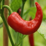 100 Pcs Brazilian Cherry Chili Hot Pepper Bonsai Organic Delicious Vegetables Carolina Reaper Chilli Outdoor Plant Seeds - 4