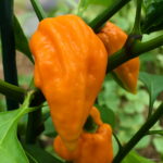100 Pcs Brazilian Cherry Chili Hot Pepper Bonsai Organic Delicious Vegetables Carolina Reaper Chilli Outdoor Plant Seeds - 2