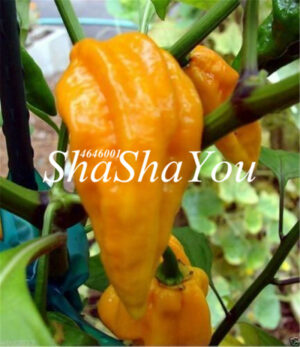 100 Pcs Brazilian Cherry Chili Hot Pepper Bonsai Organic Delicious Vegetables Carolina Reaper Chilli Outdoor Plant Seeds - 2