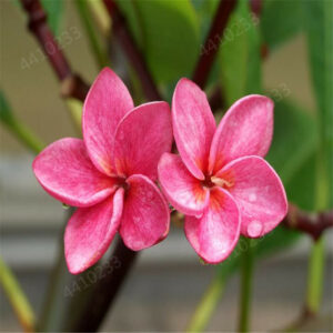 120 Pcs Garden Plumeria Bonsai Mixed Color Egg Flower Rubra Decor Romance Potted Plant Diy Home Pot Planting Seeds - 2