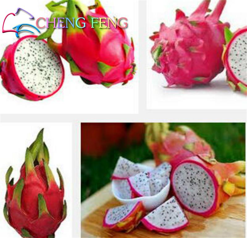 Sweet Pitaya Dragon Fruit Seeds Nongmo Hylocereus Species ready 100 Seeds Per Pack - 2