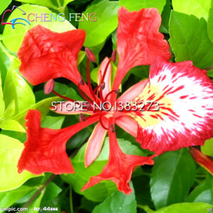 Hot-sale In 30 Pcs Lot Home Dwarf Flower Seeds Peacock Flowers Tree Garden Plants - 2