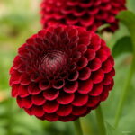 100 Dahlia Seeds Pompon Beautiful Home Gardens Gorgeous Flower Mix Color Indoor Plants Flowers Semillas Bonsai - 4