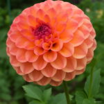 100 Dahlia Seeds Pompon Beautiful Home Gardens Gorgeous Flower Mix Color Indoor Plants Flowers Semillas Bonsai - 3