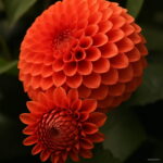 100 Dahlia Seeds Pompon Beautiful Home Gardens Gorgeous Flower Mix Color Indoor Plants Flowers Semillas Bonsai - 2