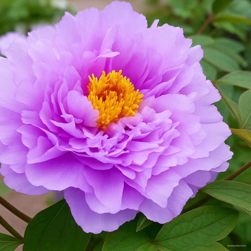 Purple Tree Peony Flower Seeds 10 Graines Variety Plantas Seed Light Up Your Garden X