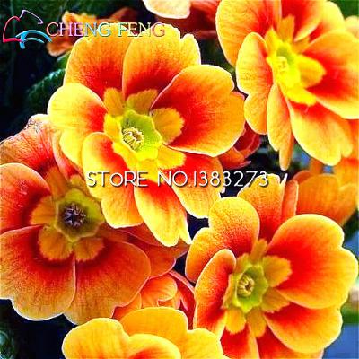 100pcs Calla Lily Seeds For Indoor Perfect For Christmas Kidfriendly Spaces - 37