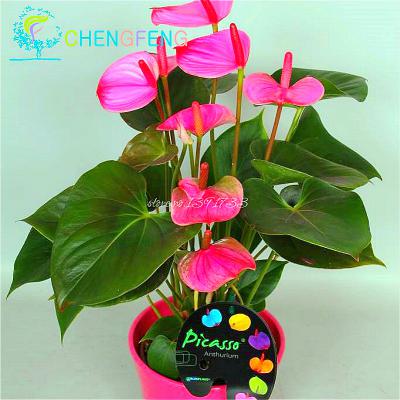 100pcs Calla Lily Seeds For Indoor Perfect For Christmas Kidfriendly Spaces - 34