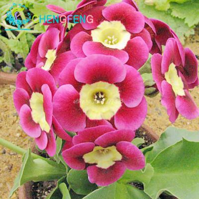 100pcs Calla Lily Seeds For Indoor Perfect For Christmas Kidfriendly Spaces - 15