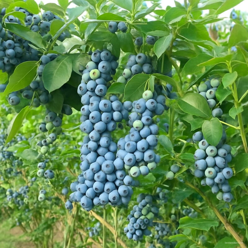 100 Pcs Pack Sweet Blueberry Seeds To Sprout Practical Ability Perennial Fruit Pots Planter Bonsai
