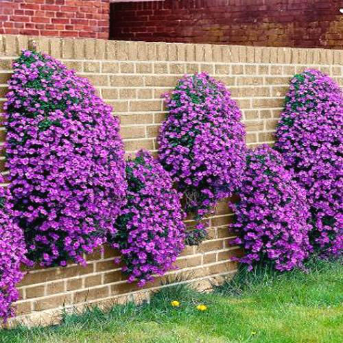 Aubrieta Cascade Purple Rock Cress Perennial Ground Cover 100pcs Seeds For Balcony Windowsill Outdoor Decor - 4