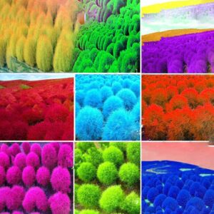 Mixed Color Grass Seeds Perennial 100pcs Jardin Burning Bush Kochia Scoparia Red Garden Ornamental Plants Seed