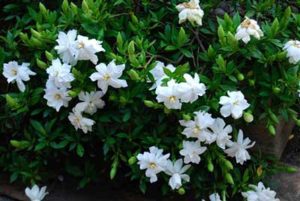 100pcs Seedsflower Gardenia Bonsai Potted Plant Garden Flower Seedsplants Outdoor Decor Pot - 2