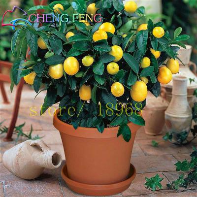 Tropical Watermelon Seeds 20pcs Sweet Juicy Easygrow Delicious Fruit For Outdoor Cultivation - 16