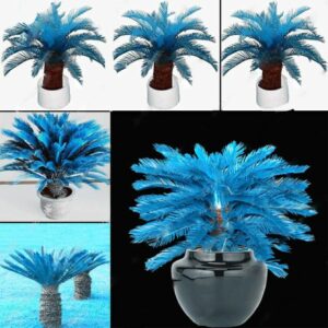 Mini Sago Palm Tree Blue Cycas Bonsai Flower Budding Room Potted Plants Home Garden 100pcs Seeds