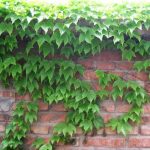 100pcs Ivy Seeds Hedera Creeper Green Grass Seed Anti-radiation Ultraviolet Ray Bonsai Climbing Plants Garden - 4