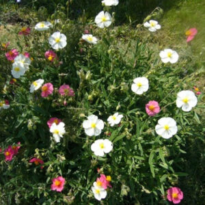 Colorful 200 Pcs Mixed Flower Ornamental Home Garden Plants Perennial Flowers Drop Lc Seeds
