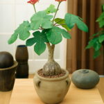 Plantas Naturales Bonsai Tree Jatropha Semente 10pcs Plant Nut Feng Seeds - 6