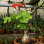 Plantas Naturales Bonsai Tree Jatropha Semente 10pcs Plant Nut Feng Seeds - 4