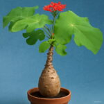 Plantas Naturales Bonsai Tree Jatropha Semente 10pcs Plant Nut Feng Seeds - 3