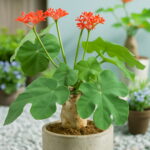 Plantas Naturales Bonsai Tree Jatropha Semente 10pcs Plant Nut Feng Seeds - 2