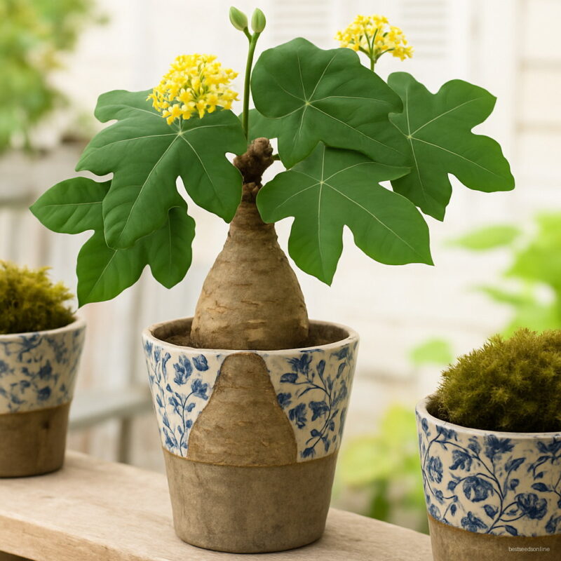 Plantas Naturales Bonsai Tree Jatropha Semente 10pcs Plant Nut Feng Seeds