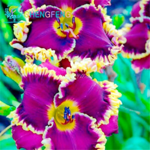 Super Big 100 Different Perennial Lily Seeds Gladiolus Flower Home Garden Planting - 2