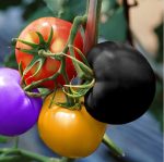 100pcs Rainbow Tomato Bonsai Home Garden Vegetable Ornamental Potted Seeds - 5