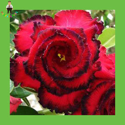 100pcs Rainbow Tomato Decorative Vegetable Seeds For Indooroutdoor Container Growing - 19