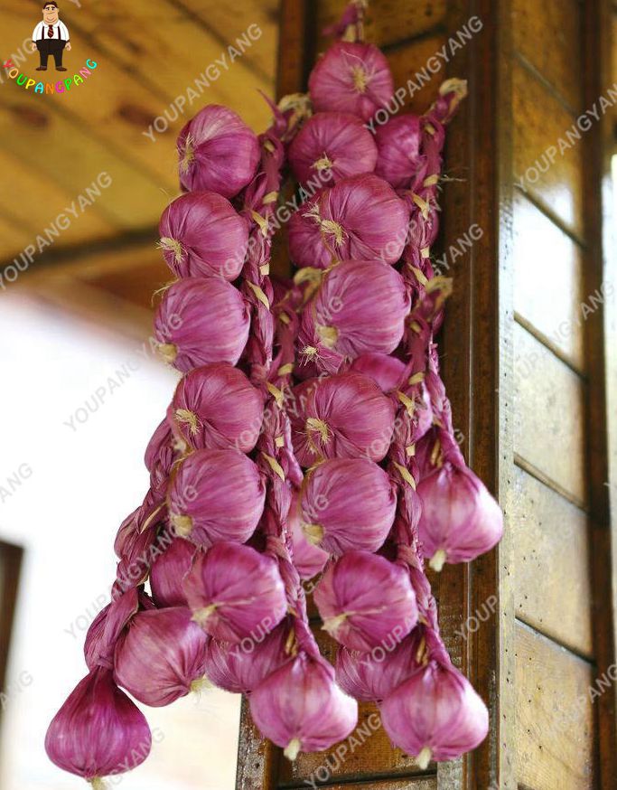 100pcs Rainbow Tomato Decorative Vegetable Seeds For Indooroutdoor Container Growing - 12