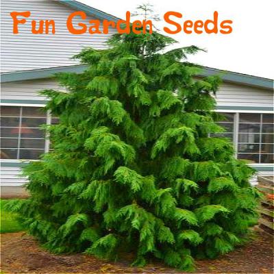 20pcs Dragon Blood Tree Seeds Japanese Pine Ideal For Christmas Courtyard Decorations - 16