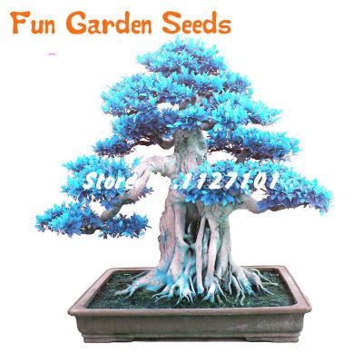 20pcs Dragon Blood Tree Seeds Japanese Pine Ideal For Christmas Courtyard Decorations - 14