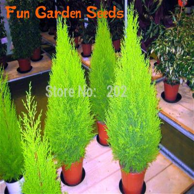 20pcs Dragon Blood Tree Seeds Japanese Pine Ideal For Christmas Courtyard Decorations - 12