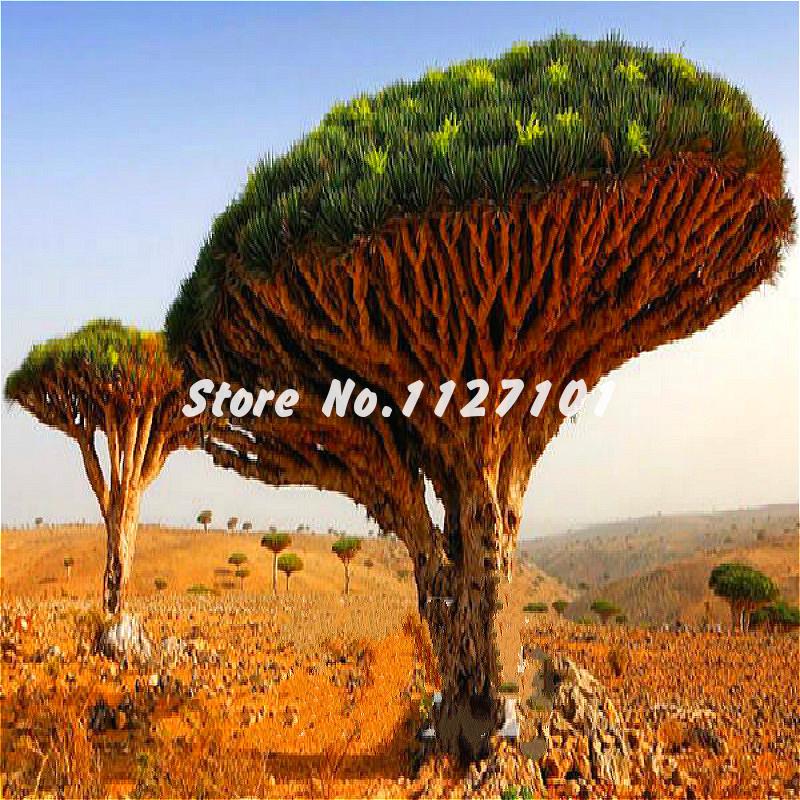 20pcs Dragon Blood Tree Seeds Japanese Pine Ideal For Christmas Courtyard Decorations - 6