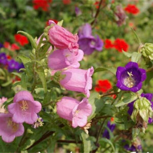 50pcs Ipomoea Nil Perennial Flower Seeds Bonsai Blooms Purple Colorful Garden Home Z