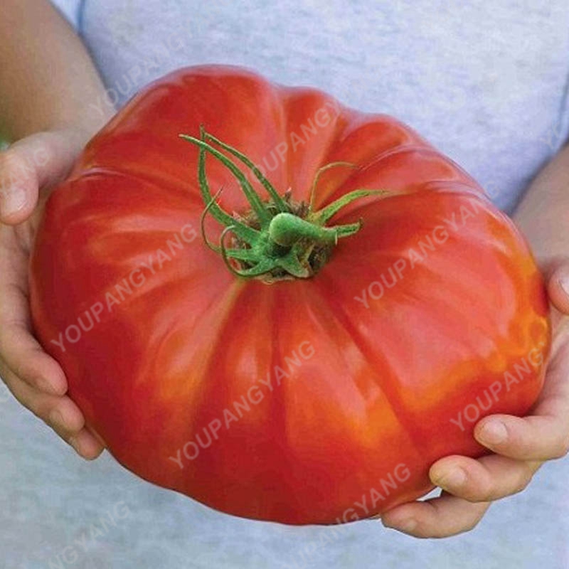 200pcs Giant Tomato Seeds Worlds Largest Beef Variety Rich Flavor Organic Ideal For Pots And Outdoor Cultivation - 12