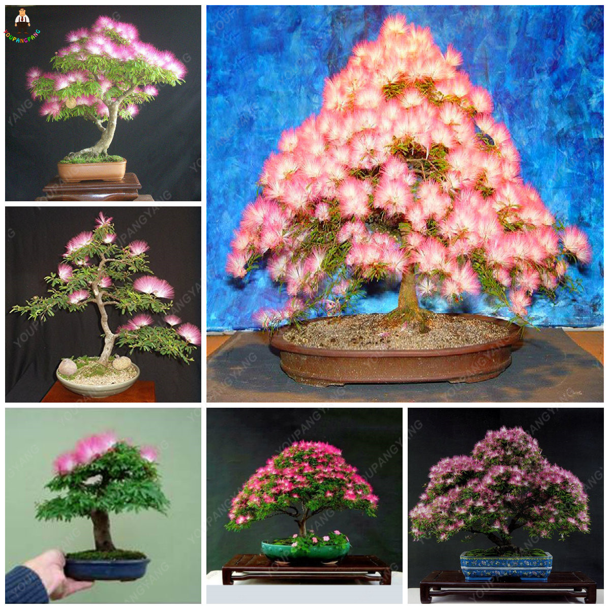 50pcs Albizia Julibrissin Gorgeous Acacia Flower Seeds Perfect For Indoor Pot Cultivation Longlasting Perennial - 5