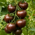 Black Pearl Tomato Fruit Bonsai 200pcs Lot Plants Diy Family Mixed Planting Vegetable Plant Home Garden Seeds - 2