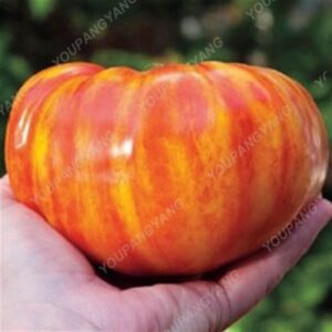 100 Giant Tomato Big Beef Hybrid In Bonsai No-gmo Vegetable Home Garden Planting Seeds - 2