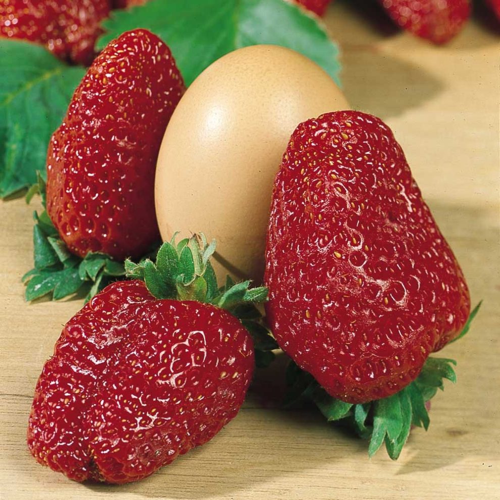 Organic Giant Strawberry Seeds For Indoor Free