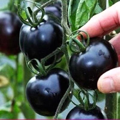 100piece Pack Of Purple Cherry Tomato Seeds For Balcony Fruit Vegetable Cultivation - 30