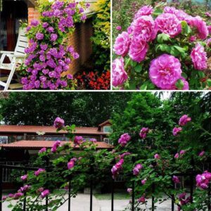 50pcs Hyacinth Bonsai Perennial Potted Flower Indoor Plant In Pots Home Garden Seeds - 2