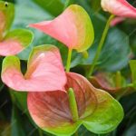 100pcs Flower Bonsai Anthurium Flores Balcony Potted Plants Plantas Diy Home Garden Seeds - 4