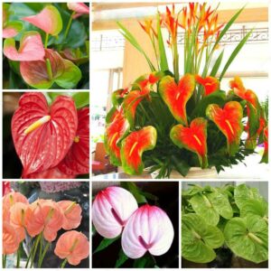 100pcs Flower Bonsai Anthurium Flores Balcony Potted Plants Plantas Diy Home Garden Seeds