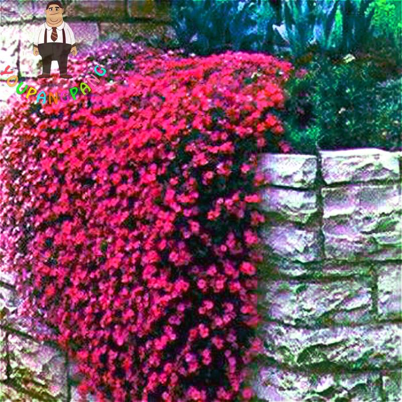 Aubrieta Rock Cress Cascade Purple Flower 100pc Seeds For Beautiful Outdoor Ground Cover And Vine - 2